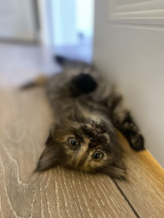 Отдам котенка в хорошие руки