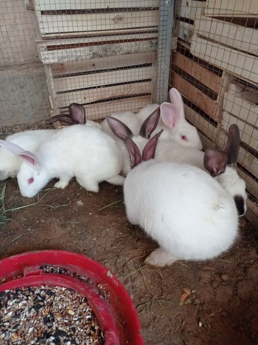 Quyon sotiladi kaliforniya zotli