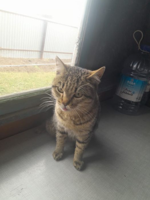 Отдам кота в хорошие руки