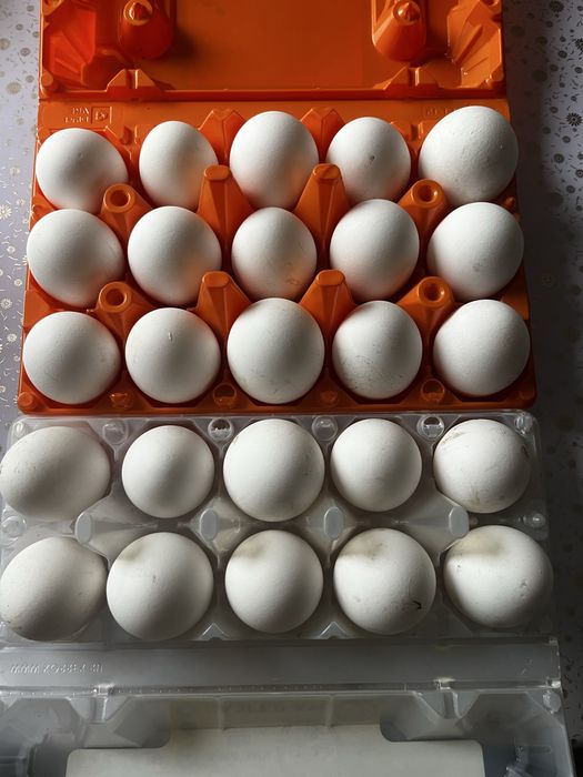 Продам курей несушек