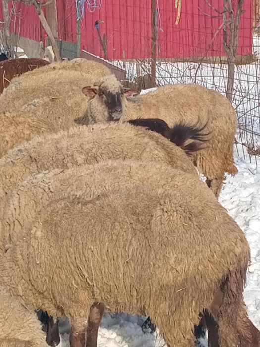 Vand 19 oi si 6 capre