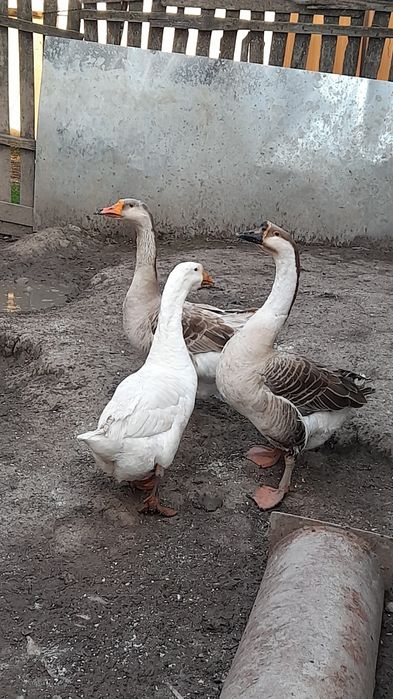 Ghste de vhnzare 5 ghste si 2 ghscani se vide ca am hnca 15 boboci  si hi tin