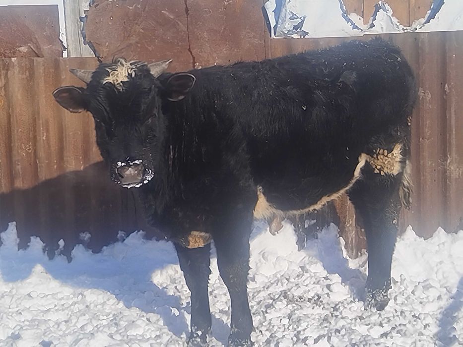 Бычки и тёлочки на