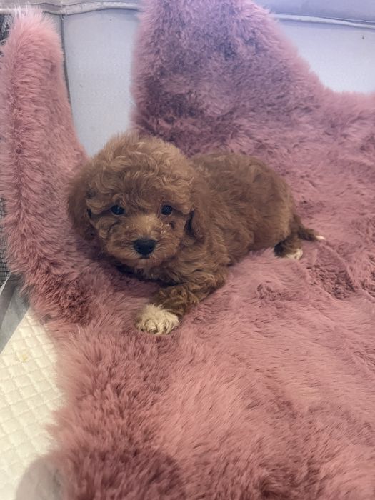 Fetita Maltipoo mini