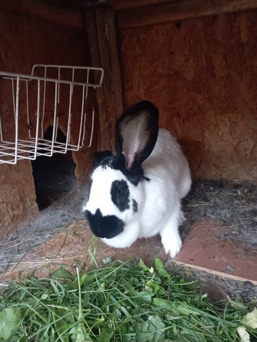 Vând urgent iepuri Fluture German