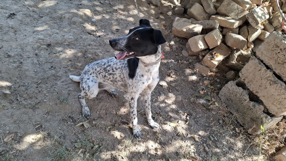 Продаётся умная сабака в хорошей руки