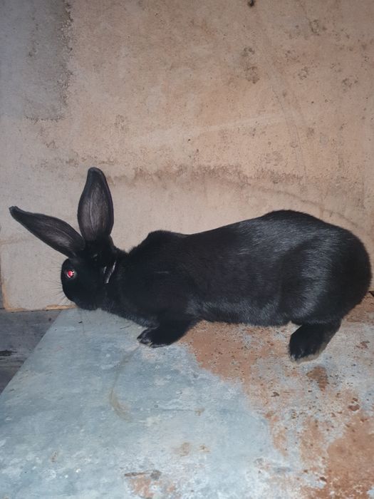 Vand iepuri Fluture Pestrit German Janet