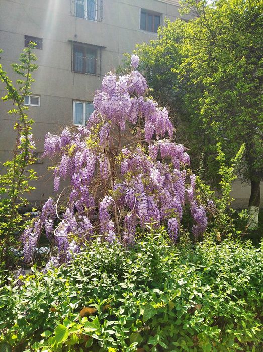 Глициния - прекрасная и душистая лиана