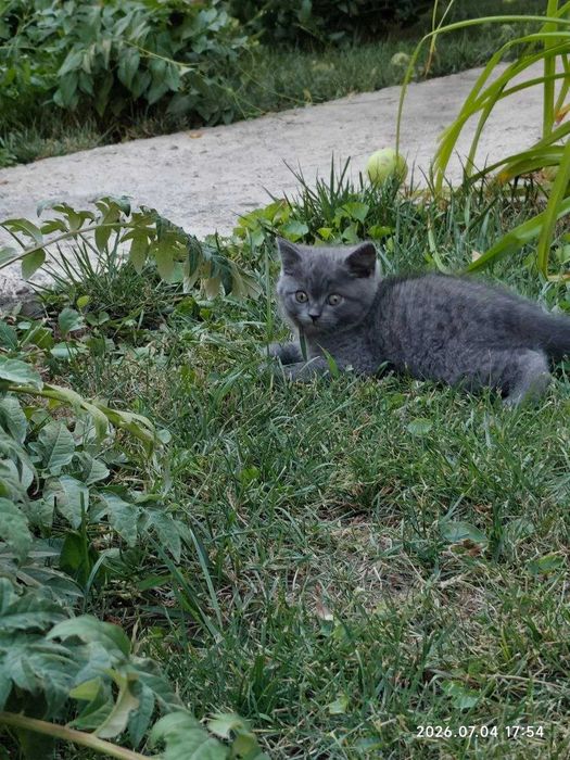 Продаётся котёнок скоттиш-страйт