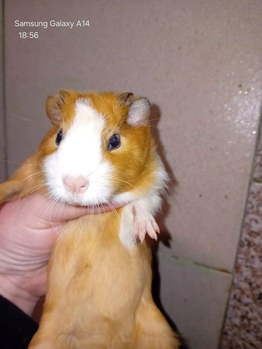 Vând porcușori de guineea