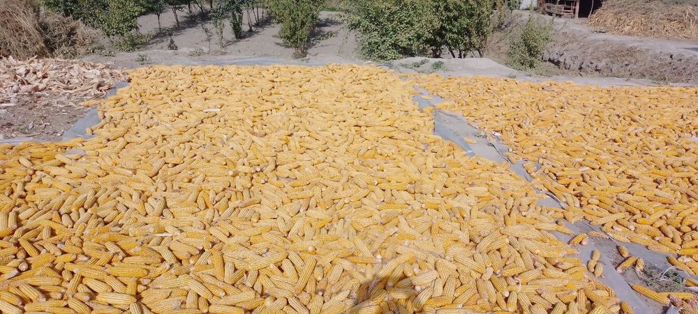 Press somonga garantiya