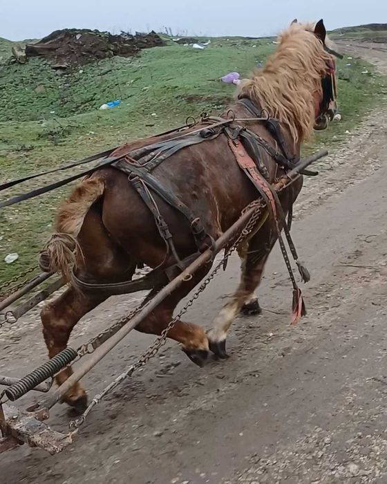 Vand sau schimb cu iapa