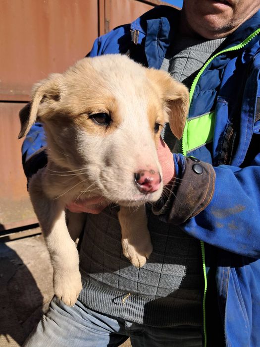 Ofer spre adoptie catei metis Asia Centrala