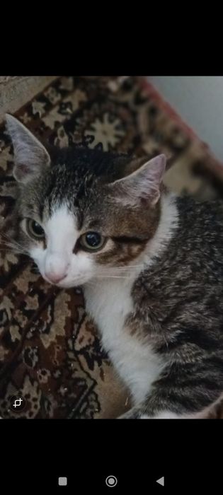 Котики бесплатно в добрые руки