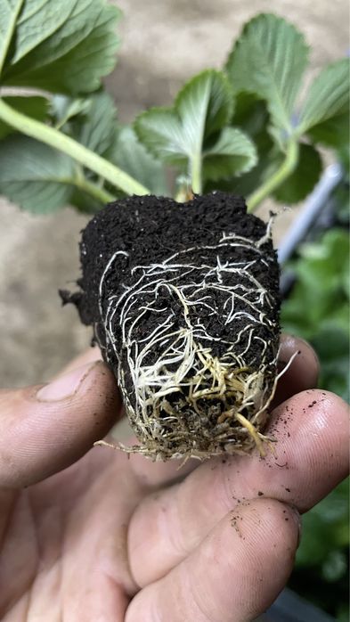 Клубника Мурано рассада