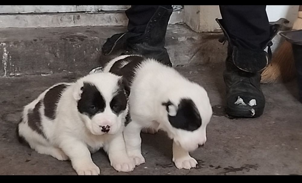 Щенки алабай  ...