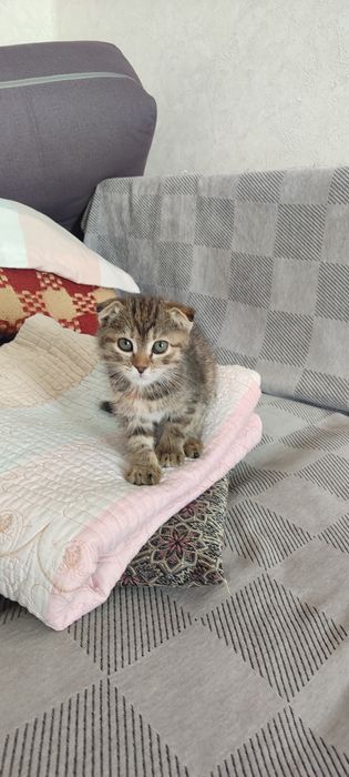 Кошка (девочка)Висалуха