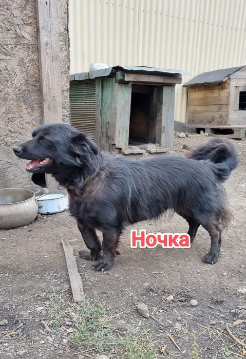 Дарю в добрые и ответственные руки