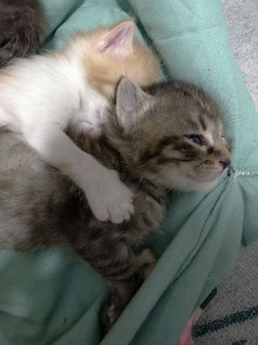 Сладкие котята, 1 месяц