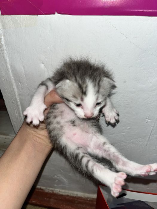 Котяты с красивыми оттенками