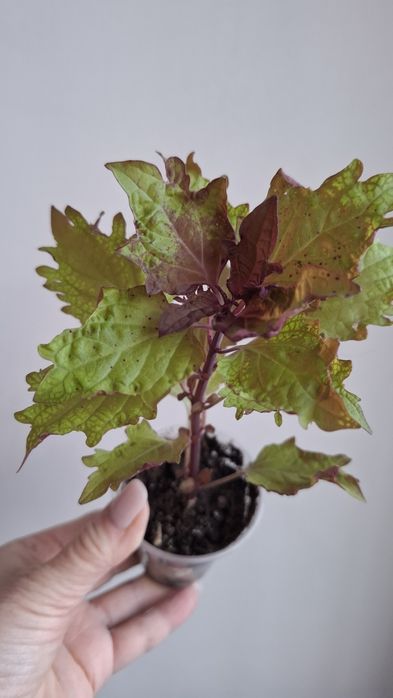 Укоренненые черенки колеусов