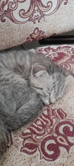 Mushik bolasi paroda vispa uxa