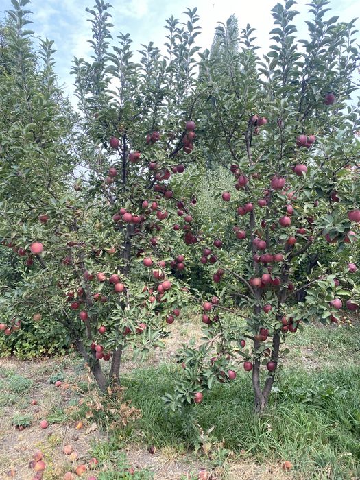 Продам яблоки Американка