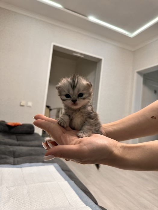 Шотландские котята