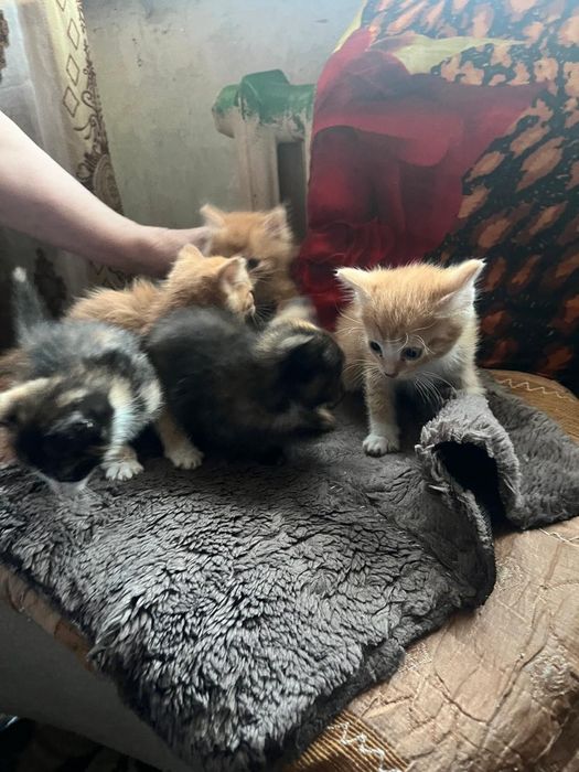 Отдаем котят в добрые руки