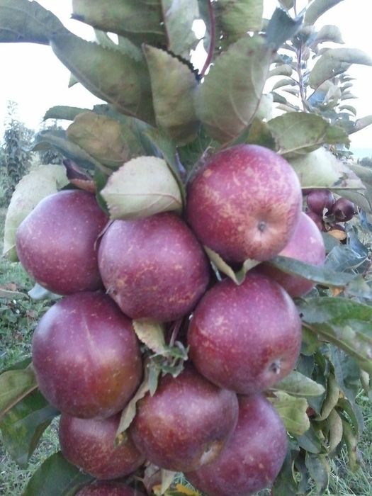 Pomi Fructiferi Columnari (Soiuri De Mar )