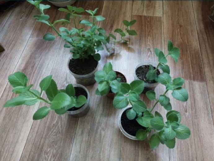 Комнатные домашние цветы