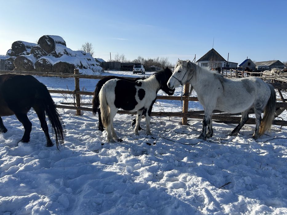 Продам лошадей кобылу с жеребенком и тайчик