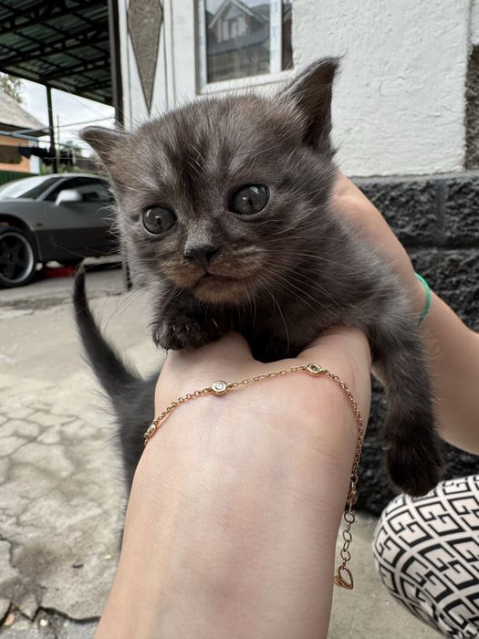 Отдаем котят в добрые руки