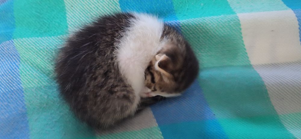 Отдам котенка бесплатно