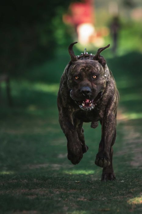 Nikon D750 - 3500 cadre - aproape nou + obiective