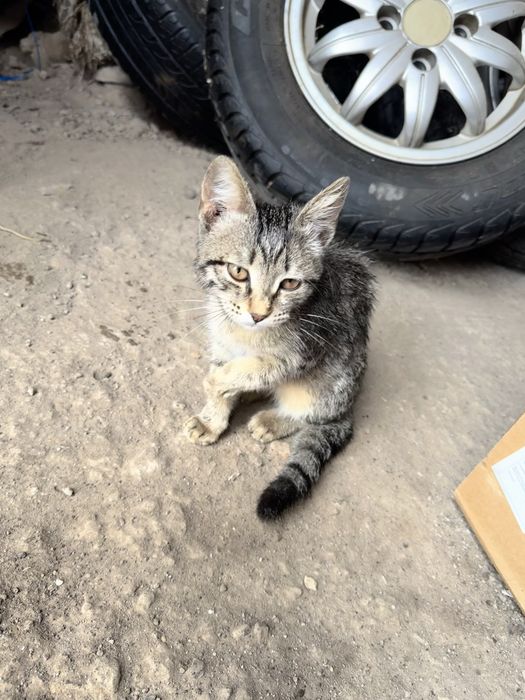 Котенок  полосатого окраса