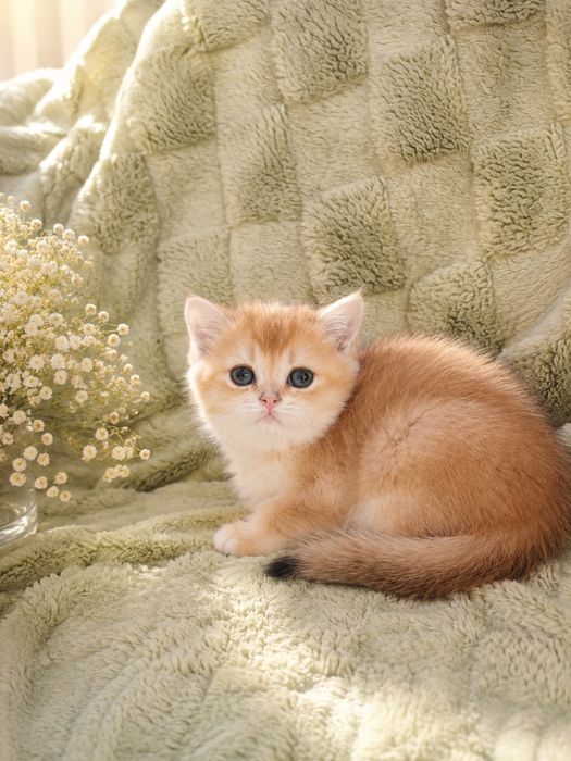 Шотландские котята