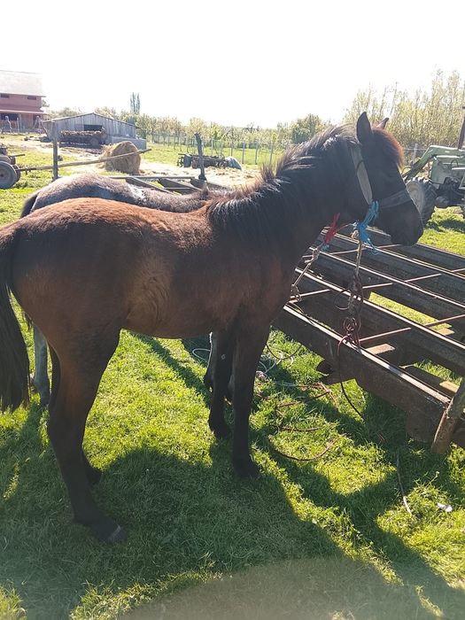 Schimb sau vând 2 mânji