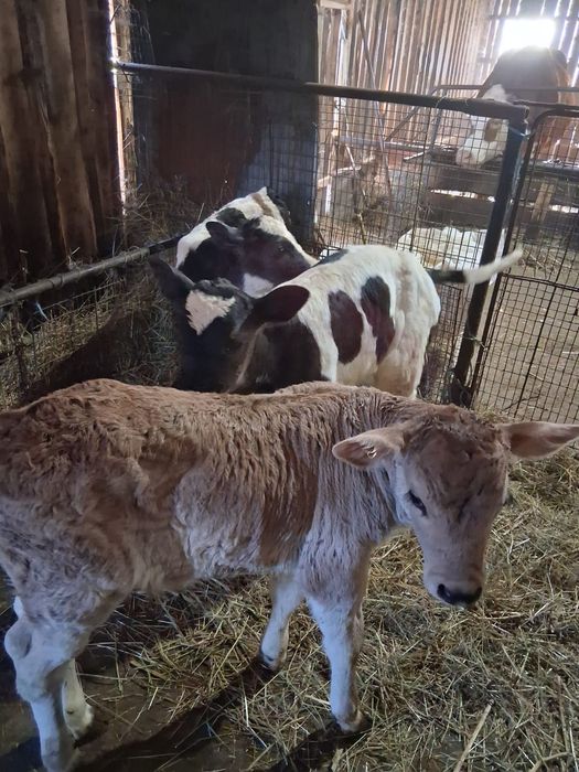 Vând vițeii din monta