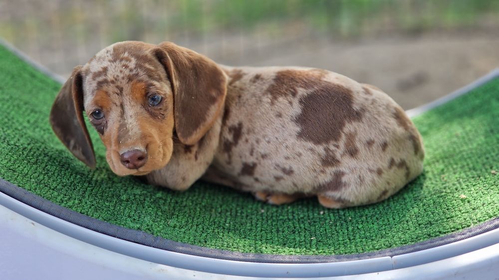 Pui tekel pitic ( iepurar)