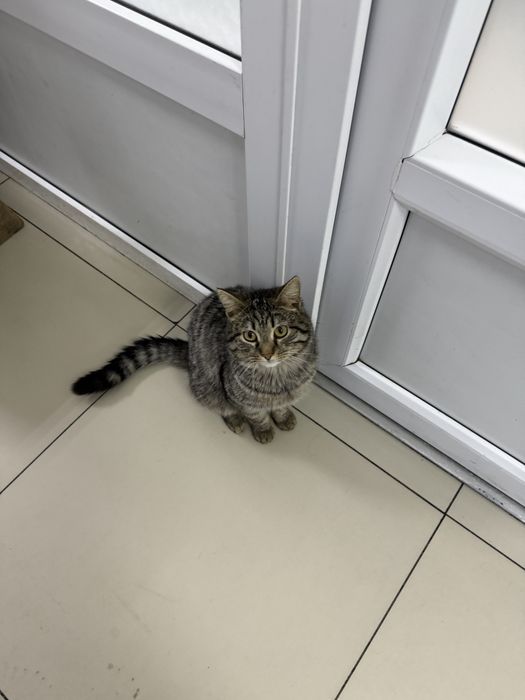 Отдам в добрые руки кота