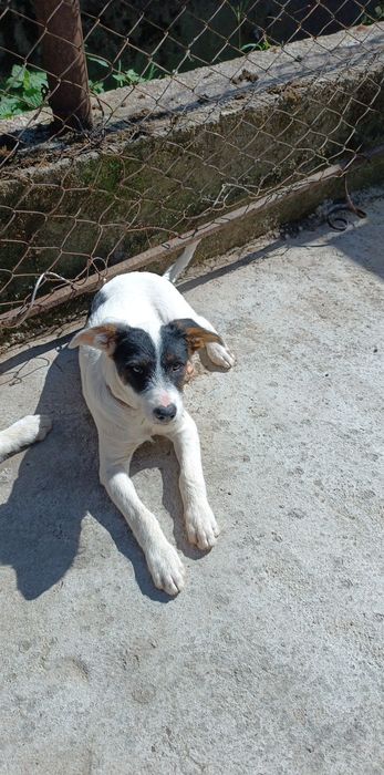 Se dau câini și pisici