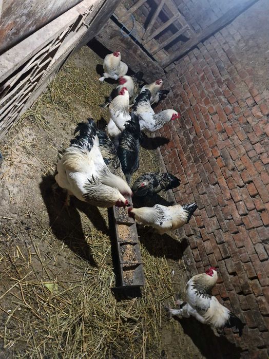 Продавам домашни петли