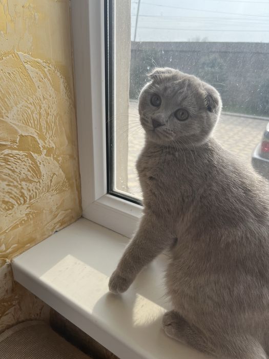 Котенок британский вислоухий