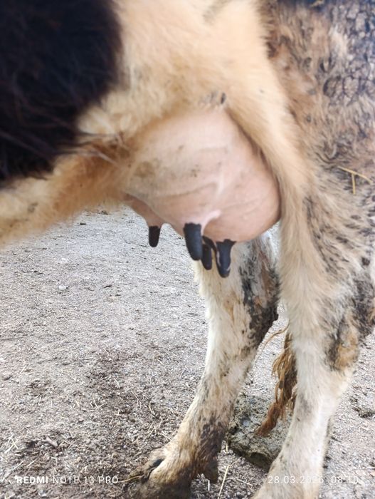 Бұзаулы сиыр сатыладыы