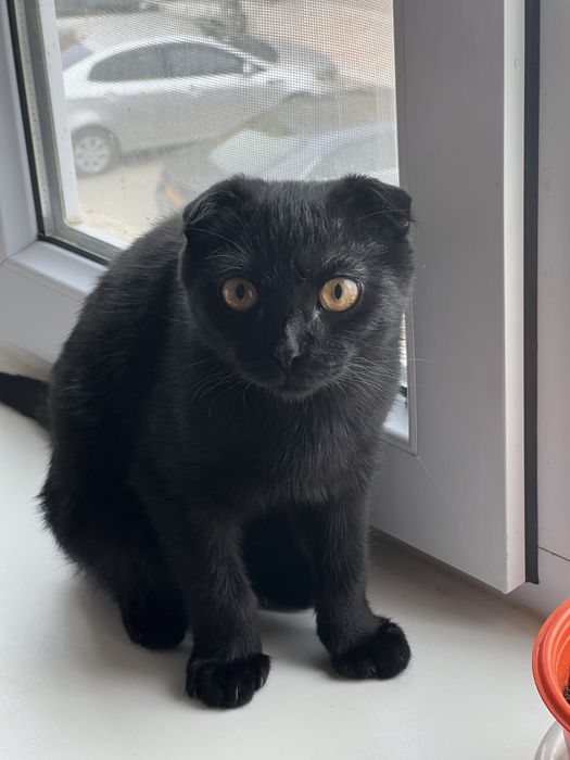 Пародасы бар мысык