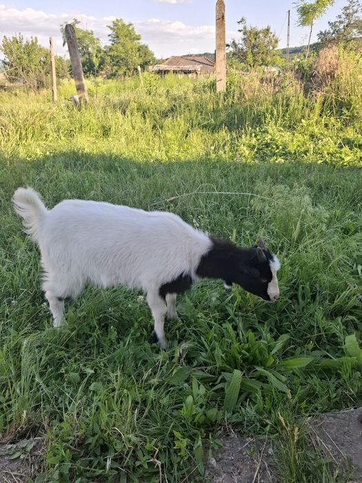 Capra cu ieduta  .la prima fatare