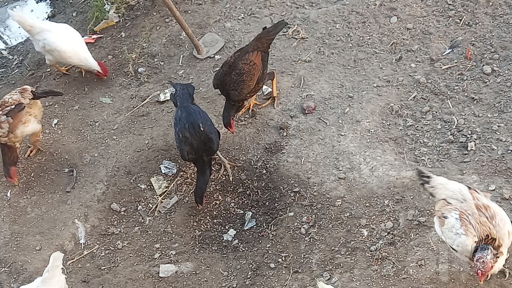 15 ta tavuq sotiladi
