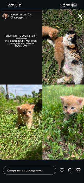 Отдам котят бесплатно
