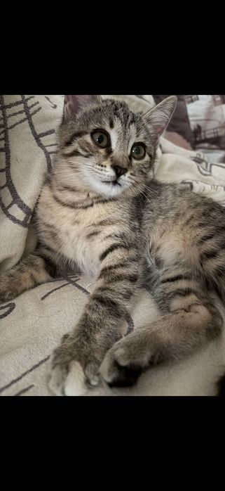 Котята ждут свою семью
